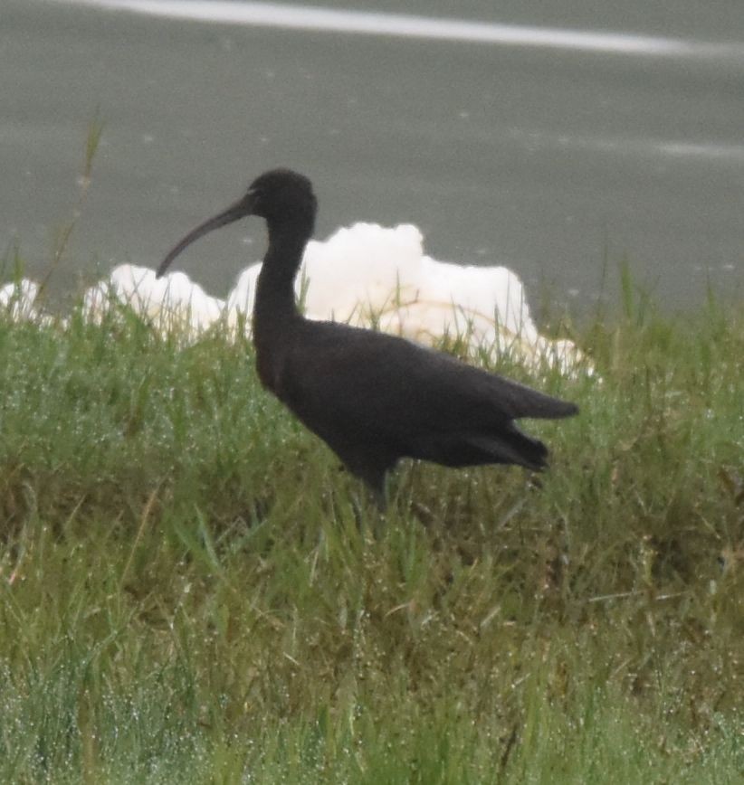 Glossy Ibis - ML639563947