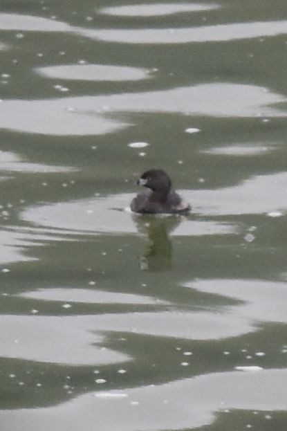 Pied-billed Grebe - ML639564082