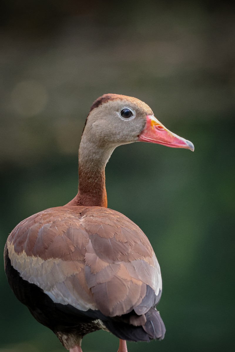 Black-bellied Whistling-Duck - ML639564158