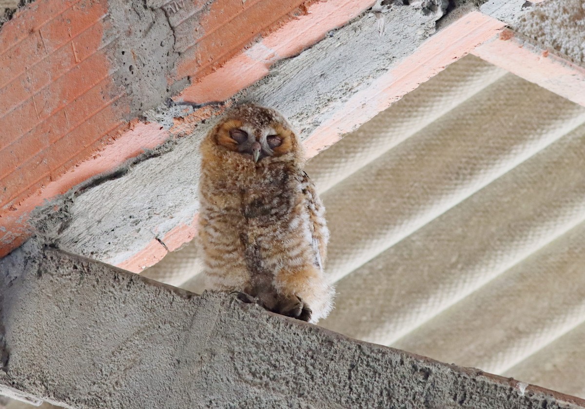 Tawny Owl - ML639564162