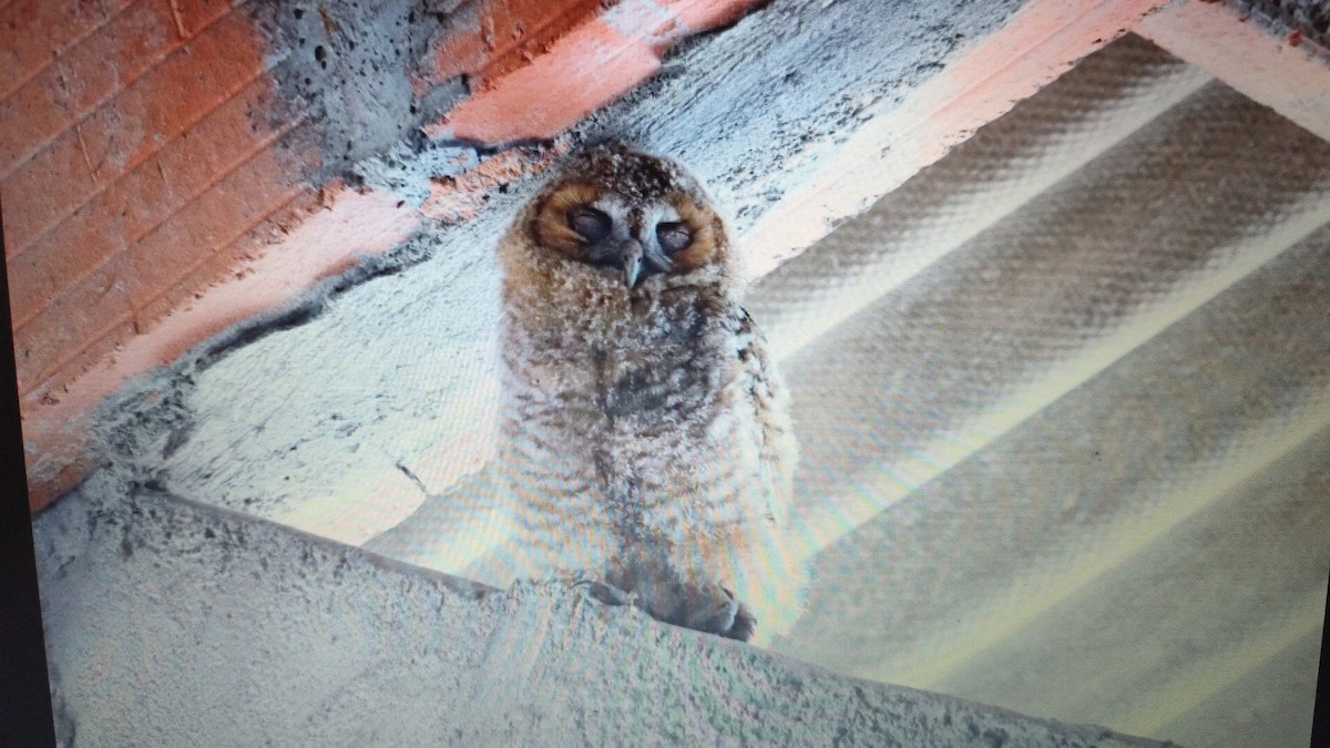 Tawny Owl - ML639564163