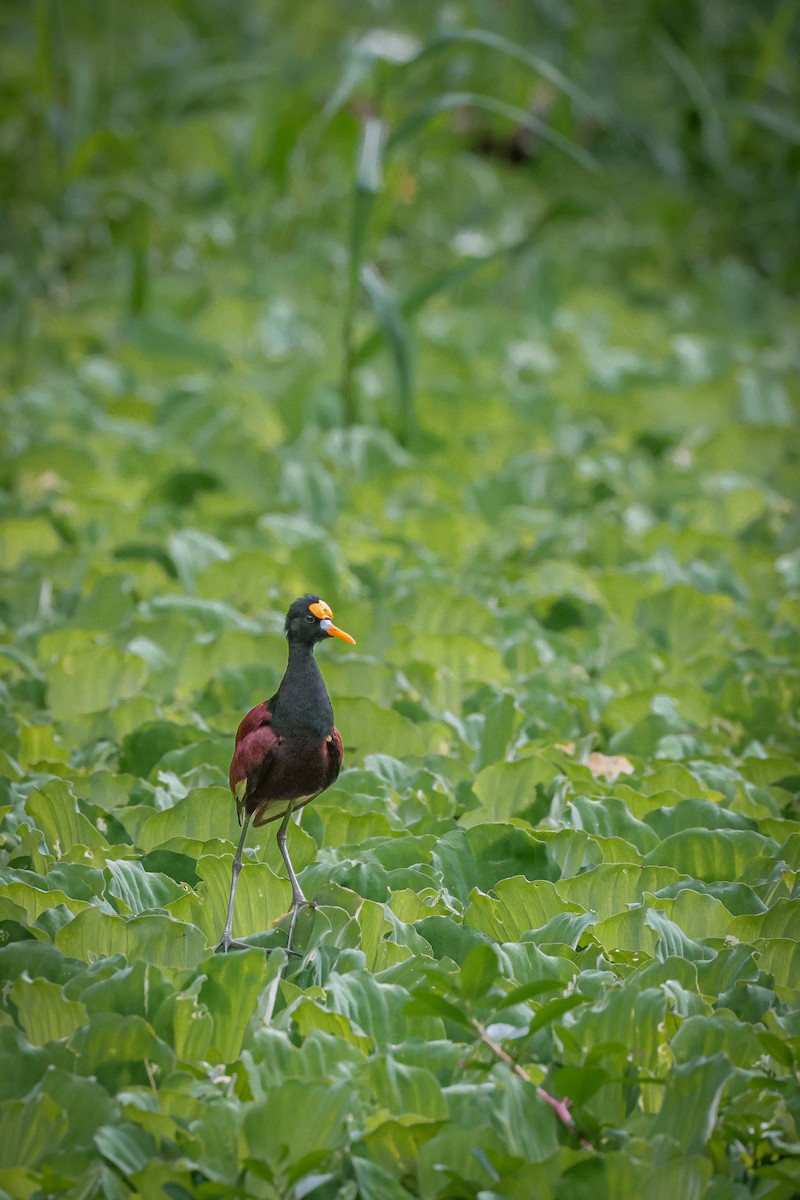 Northern Jacana - ML639564169