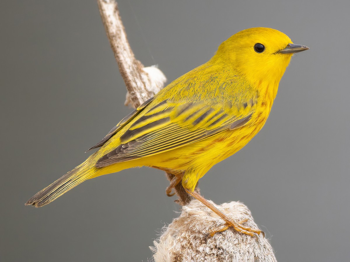鳥類学 1843年 JARDINE NATURALIST'S LIBRARY 鳥類学 Pl.18 ウミスズメ