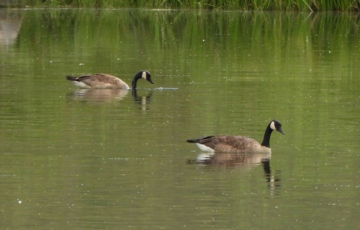 Canada Goose - ML639564207