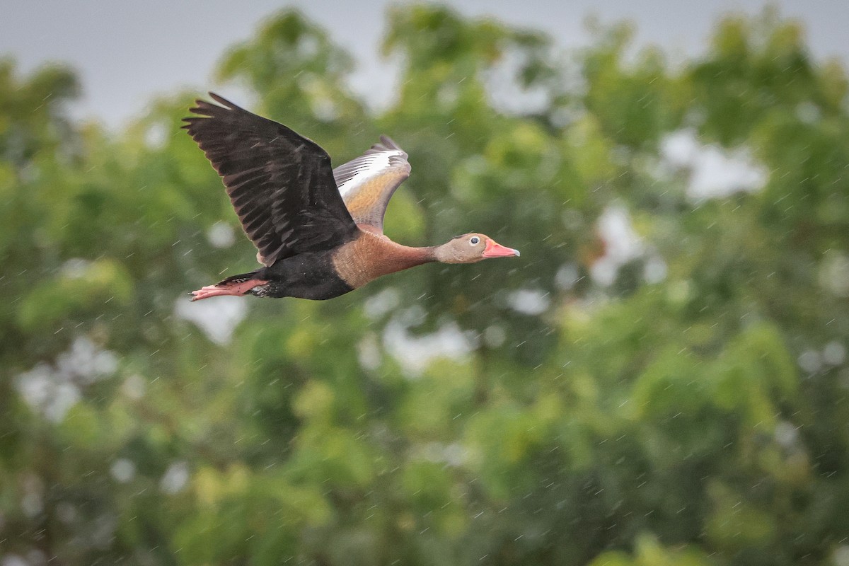 Black-bellied Whistling-Duck - ML639564241