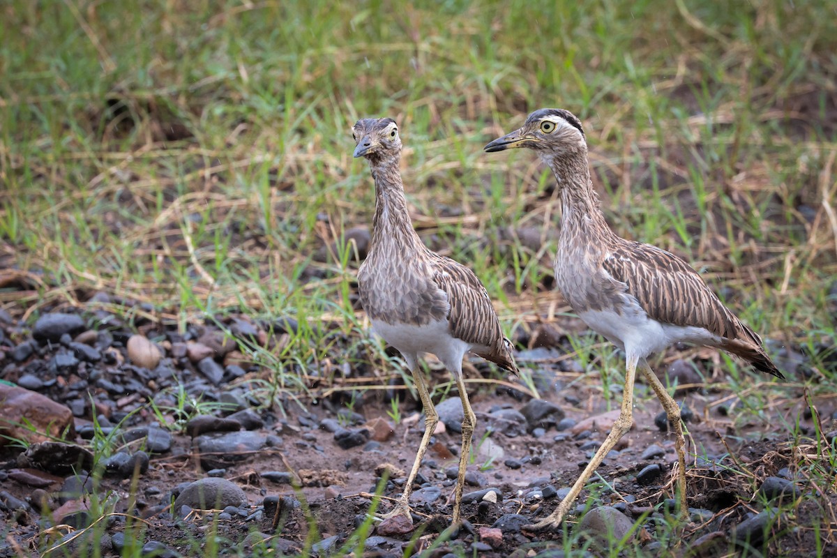 Double-striped Thick-knee - ML639564260