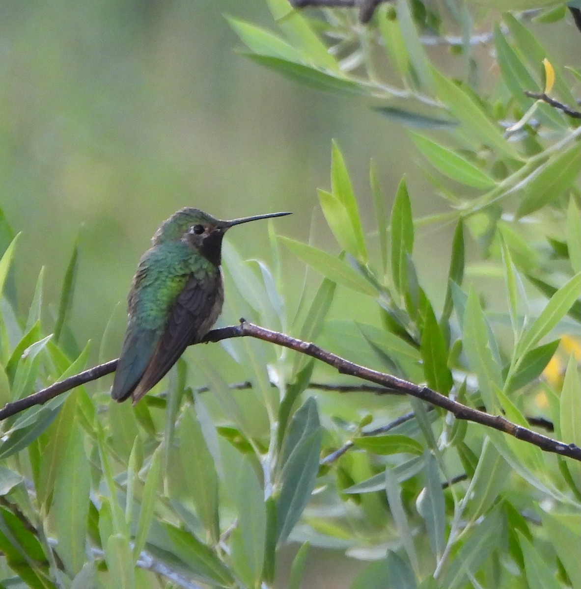 Broad-tailed Hummingbird - ML639564270