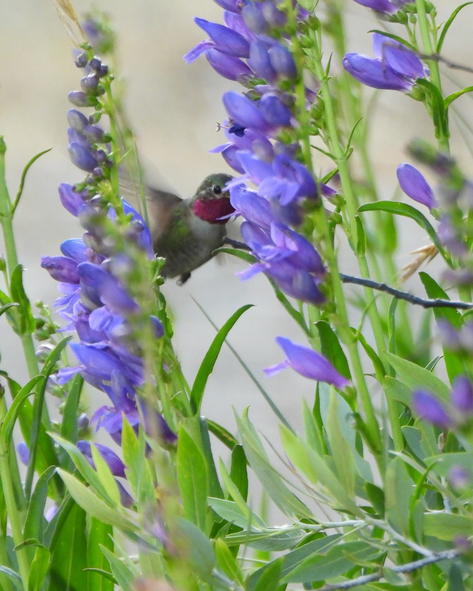 Broad-tailed Hummingbird - ML639564271