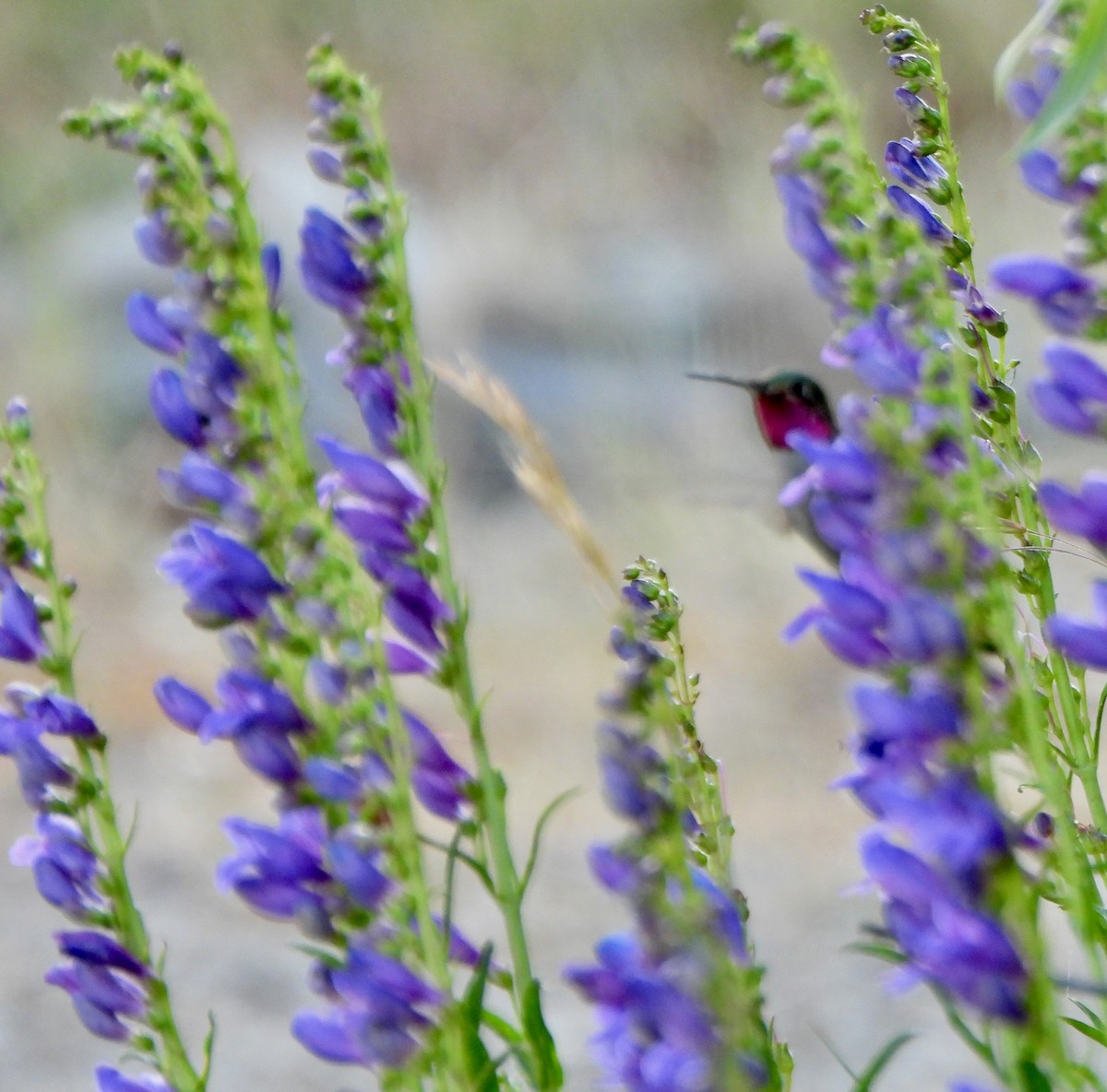 Broad-tailed Hummingbird - ML639564272