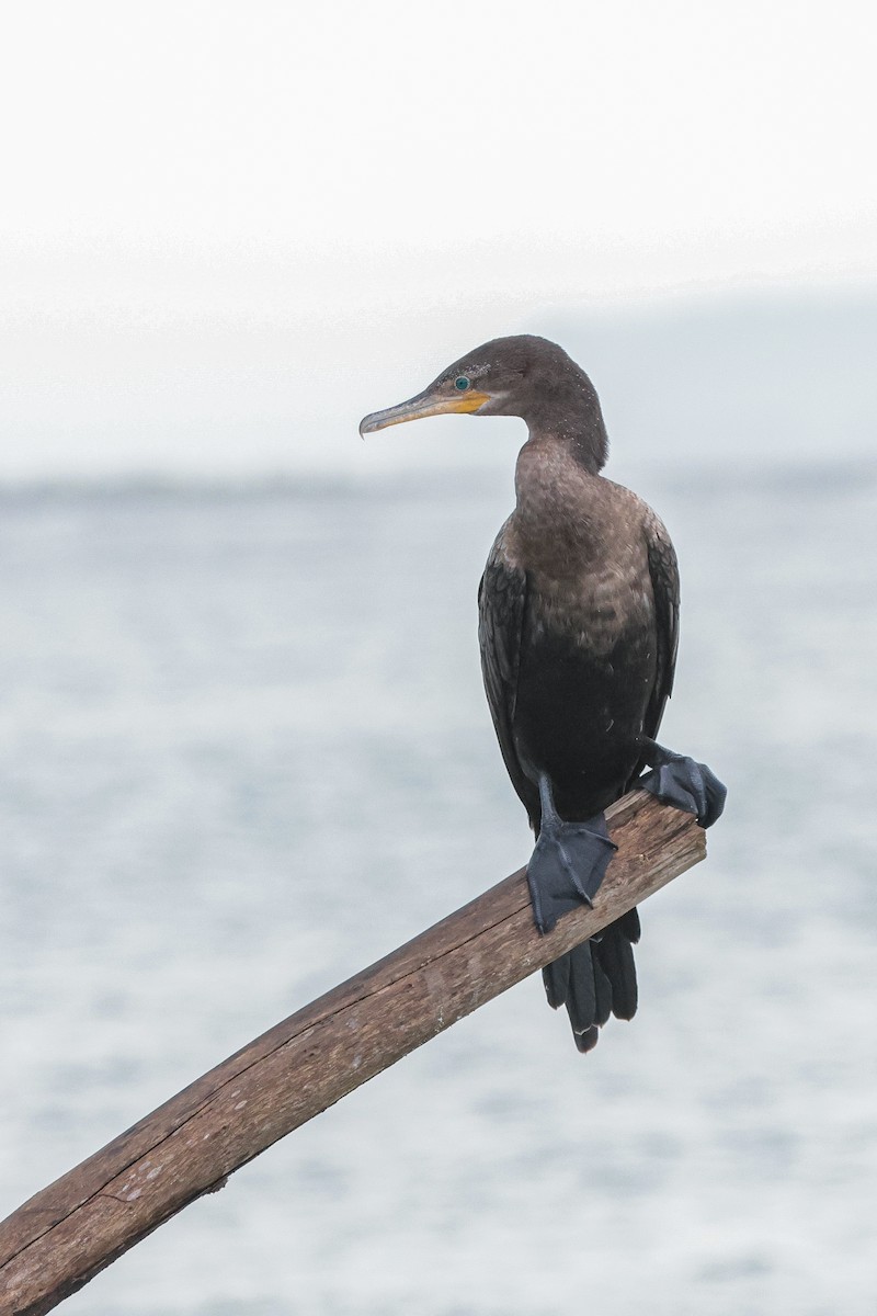 Neotropic Cormorant - ML639564286