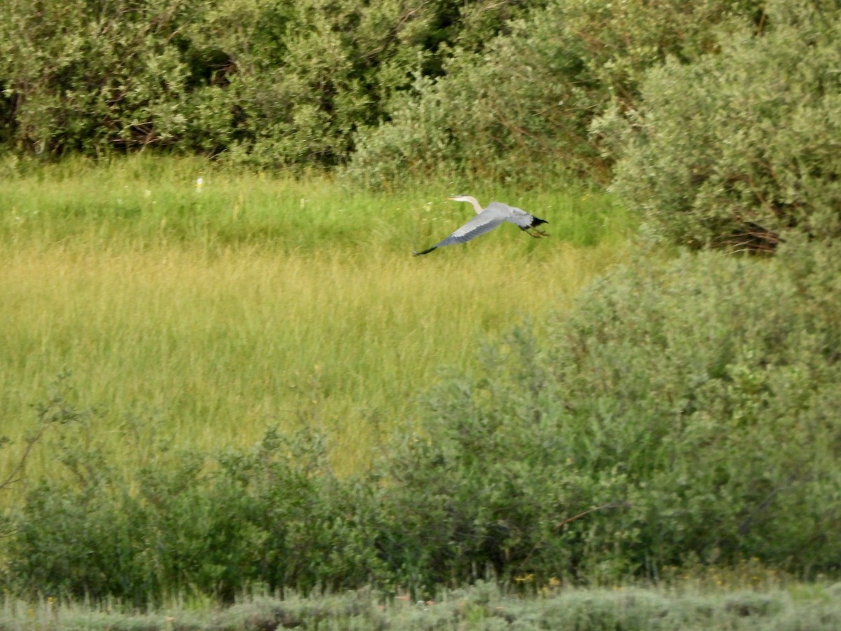 Great Blue Heron - ML639564289
