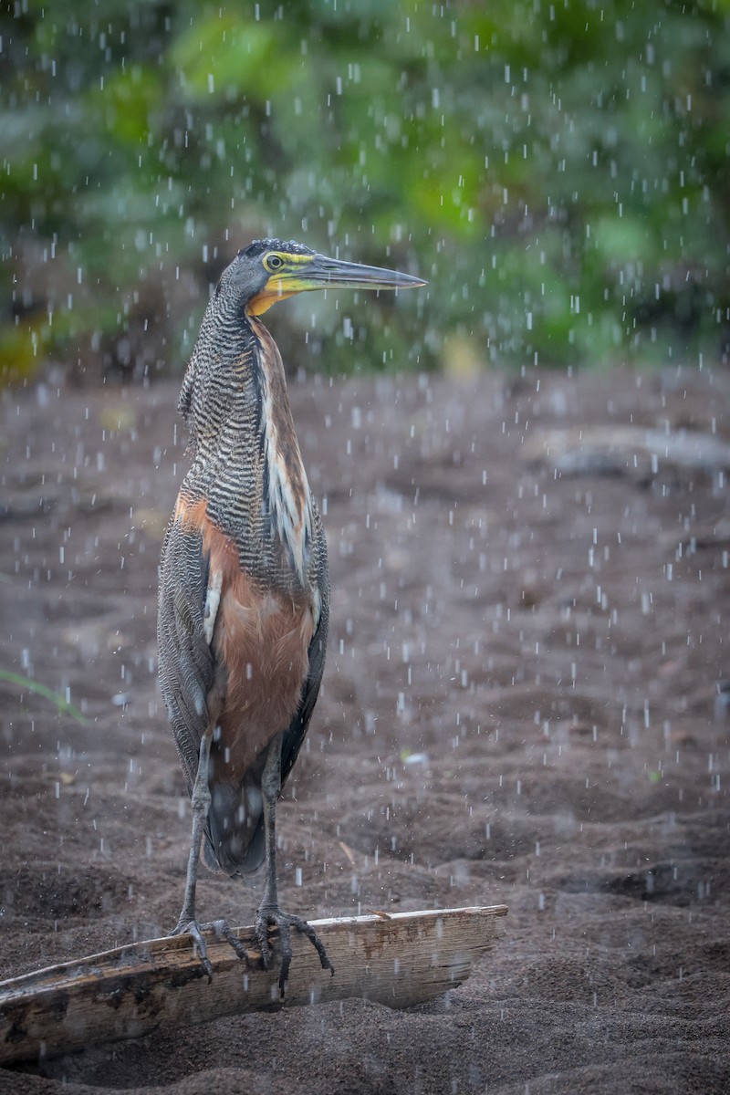 Bare-throated Tiger-Heron - ML639564297
