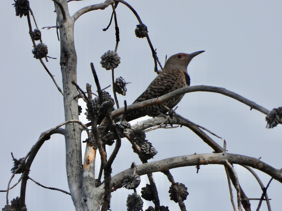 Northern Flicker - ML639564308