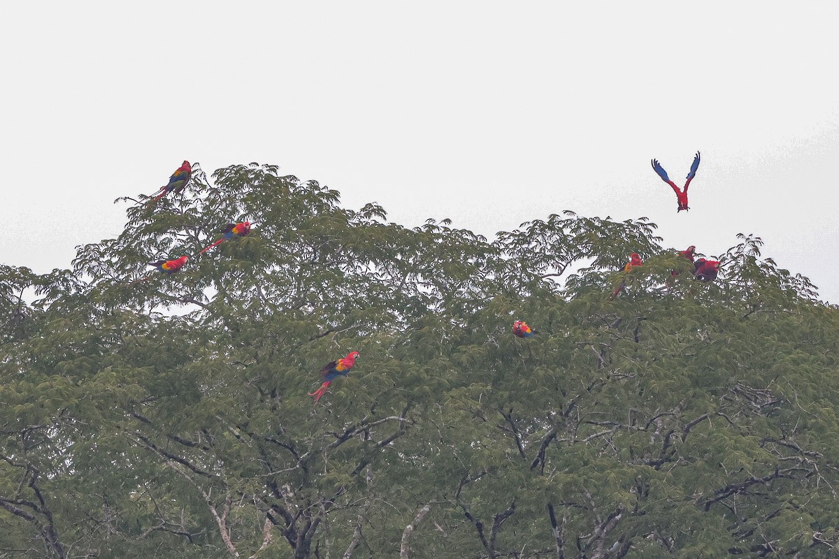Scarlet Macaw - ML639564317