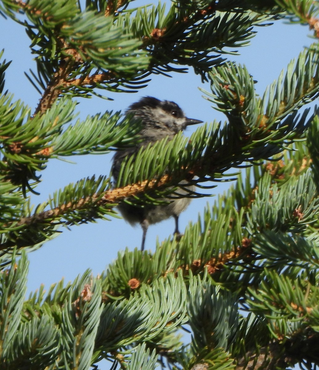 Black-capped Chickadee - ML639564319