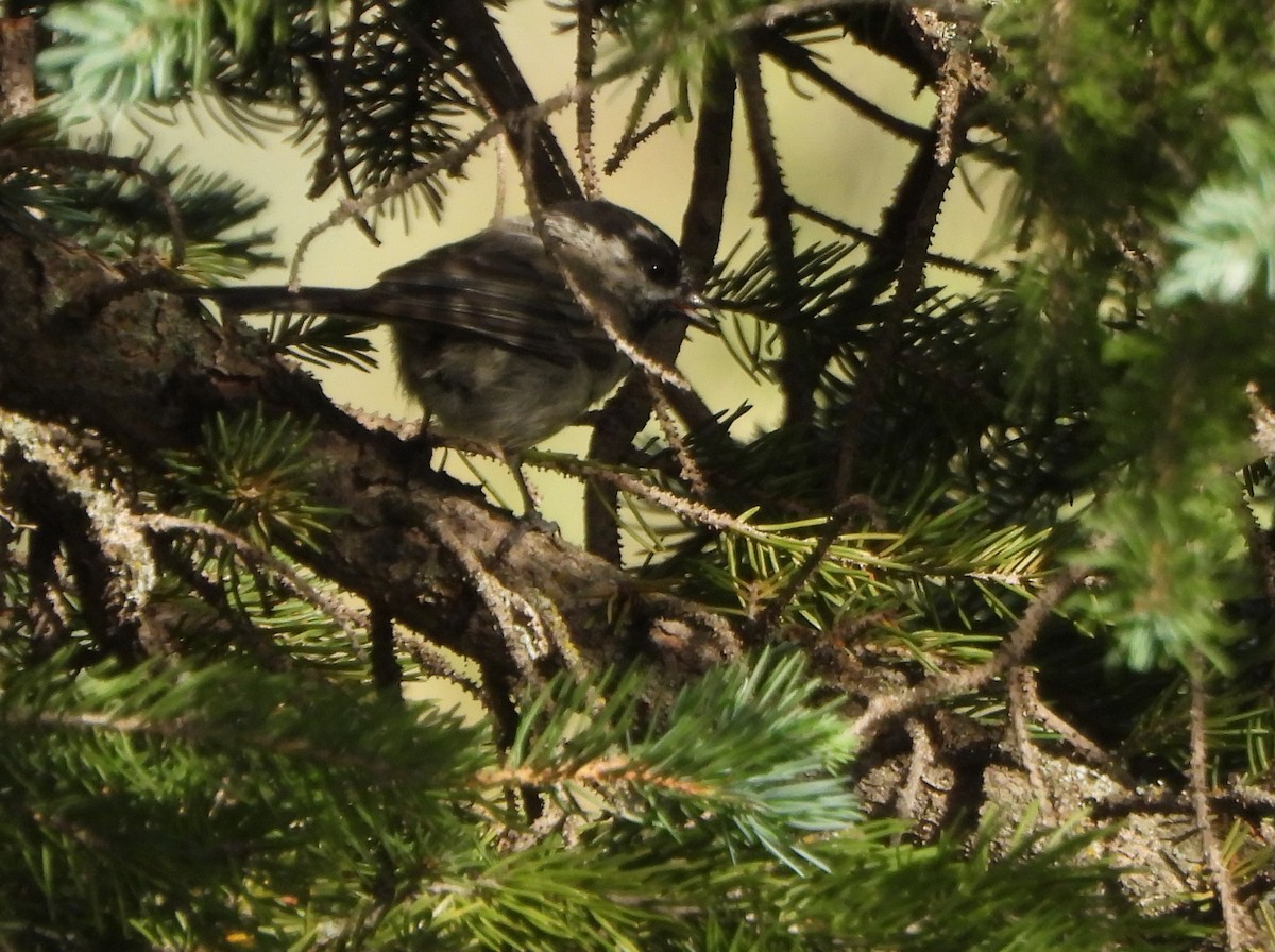 Black-capped Chickadee - ML639564320