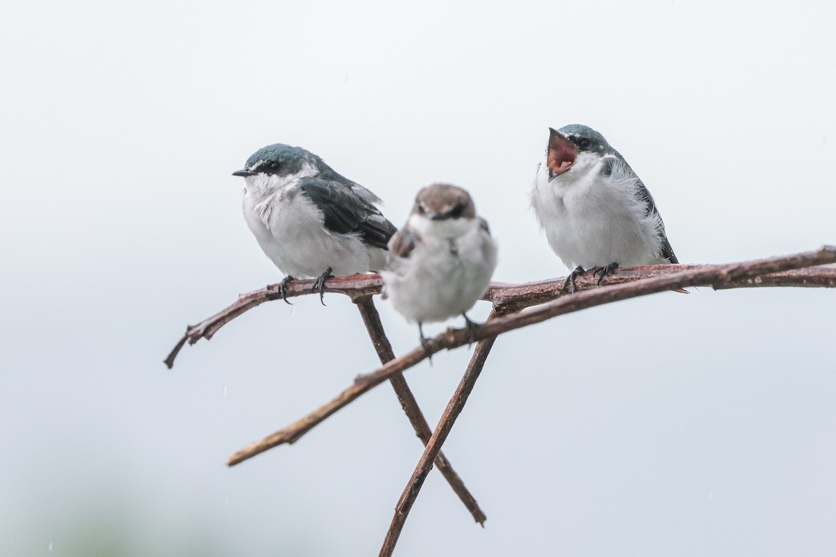 Mangrove Swallow - ML639564328