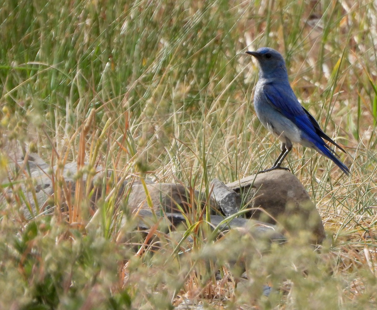 Mountain Bluebird - ML639564350