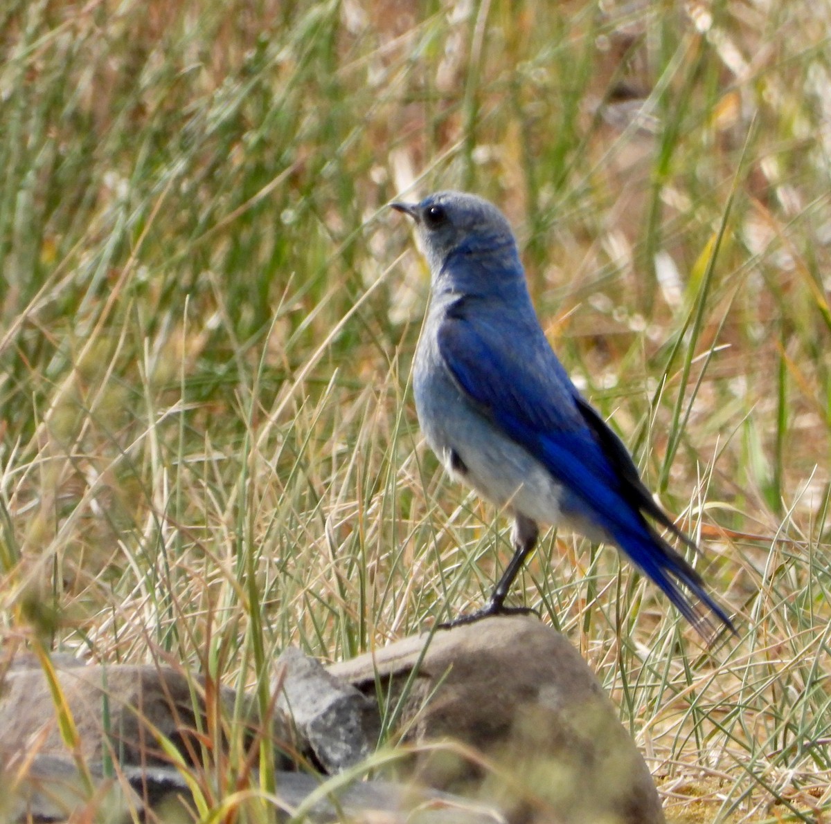 Mountain Bluebird - ML639564351