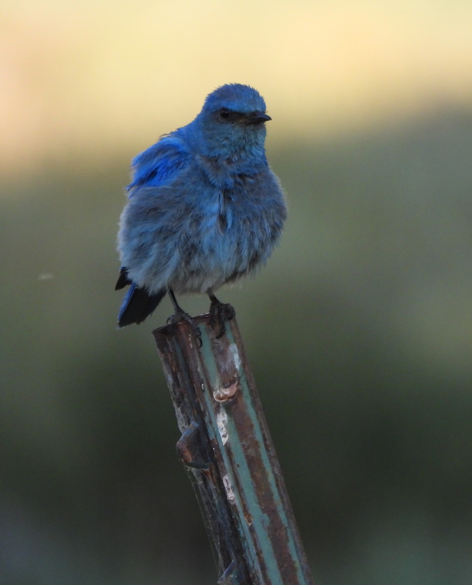 Mountain Bluebird - ML639564362