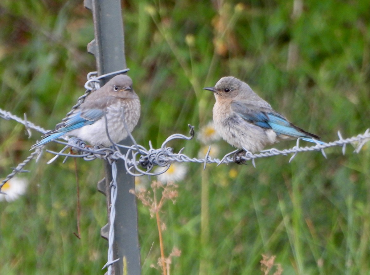 Mountain Bluebird - ML639564363