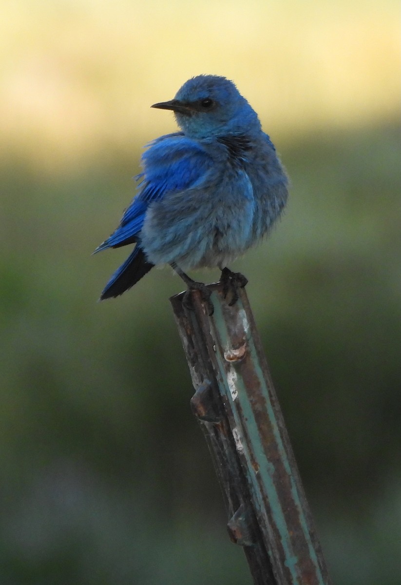 Mountain Bluebird - ML639564364