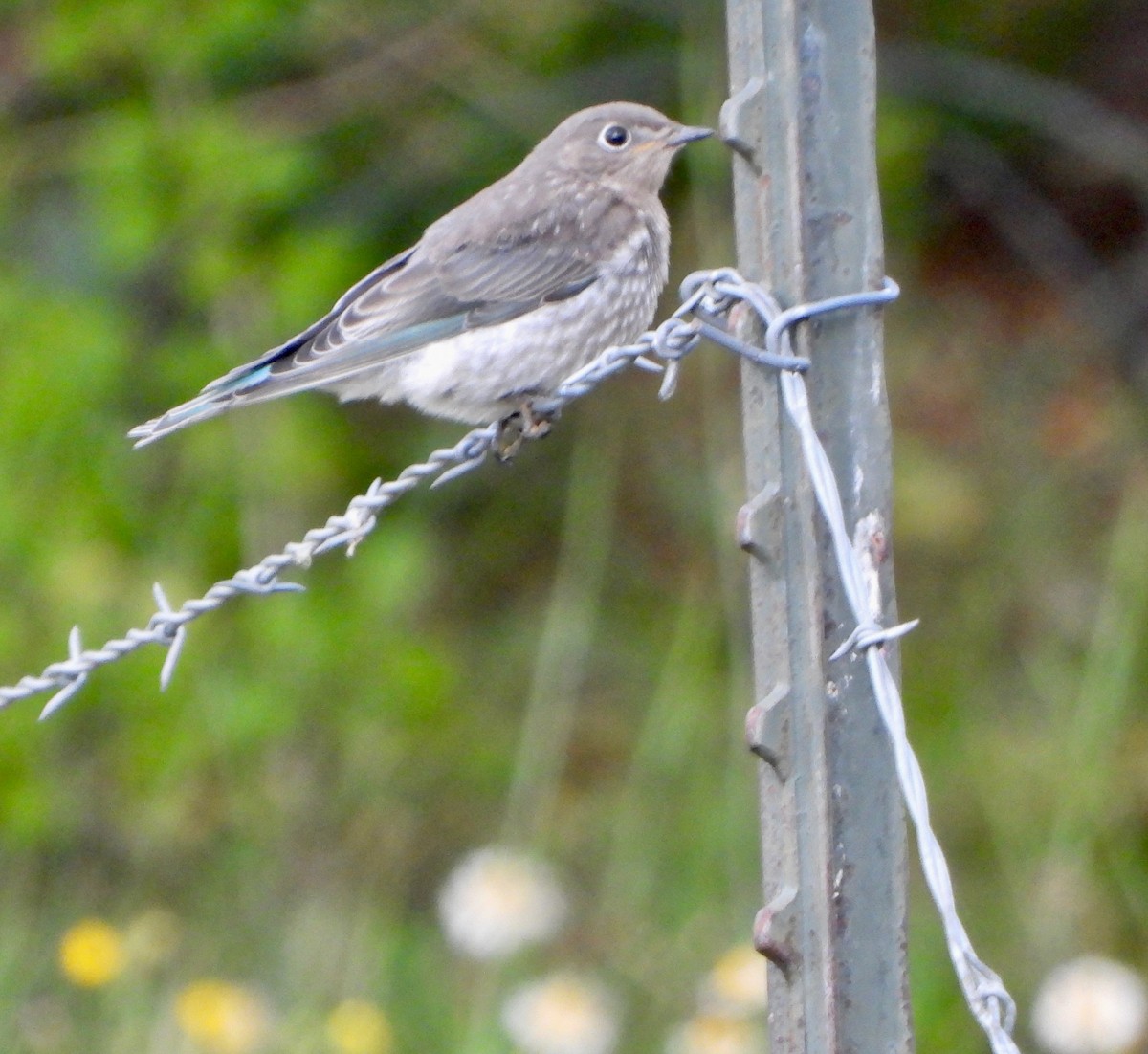 Mountain Bluebird - ML639564365
