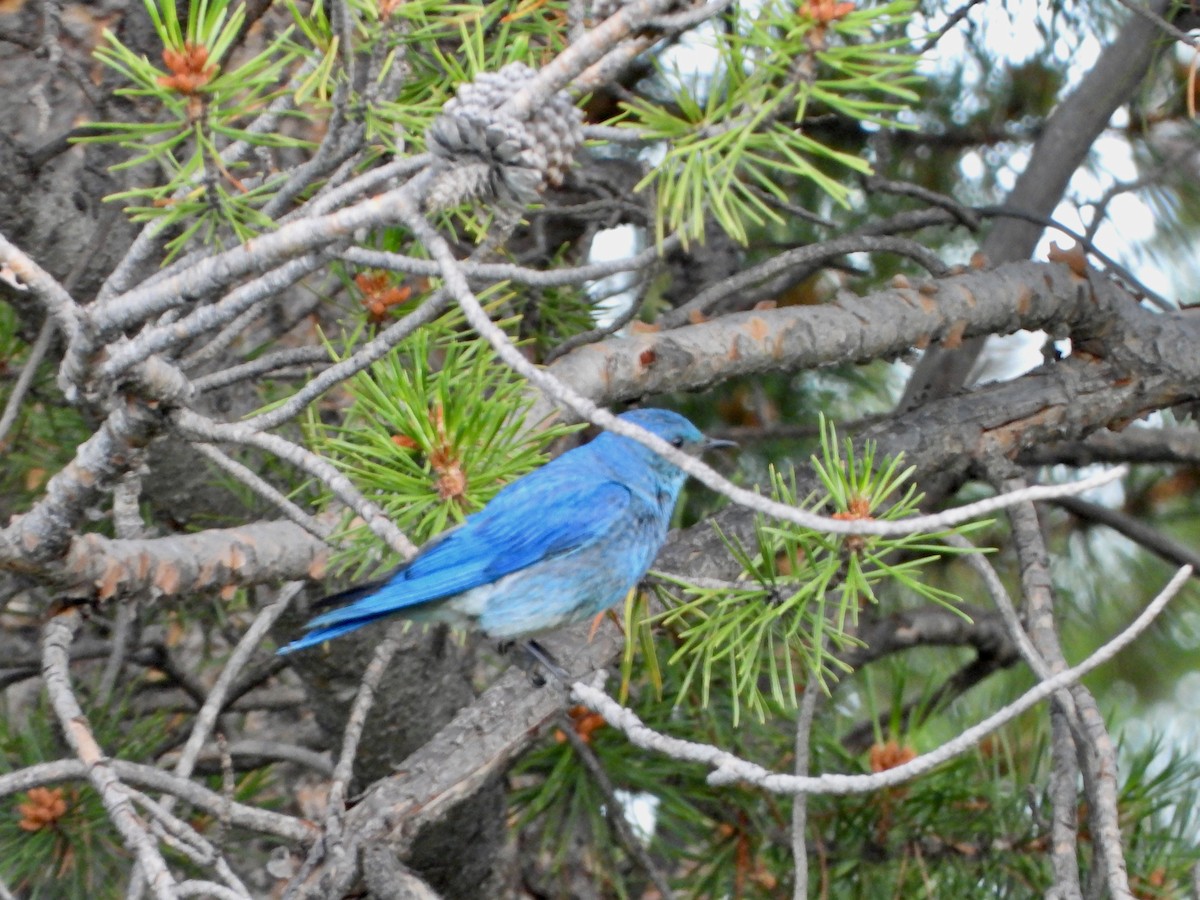 Mountain Bluebird - ML639564366