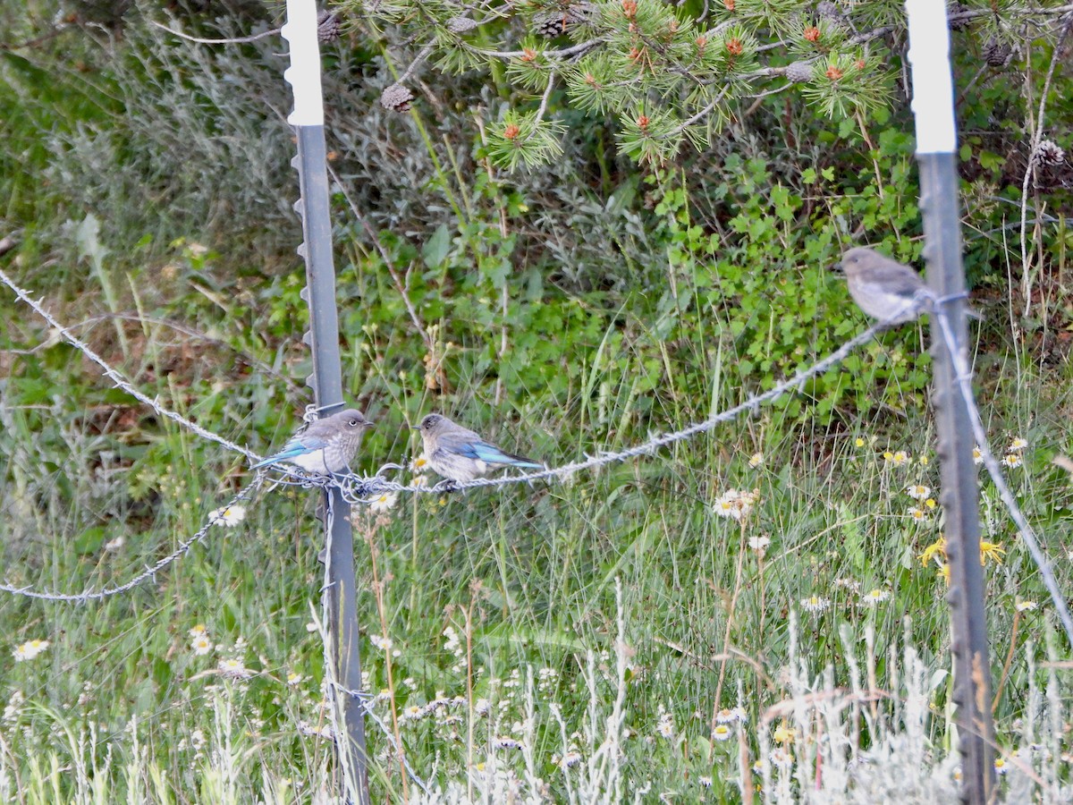Mountain Bluebird - ML639564367