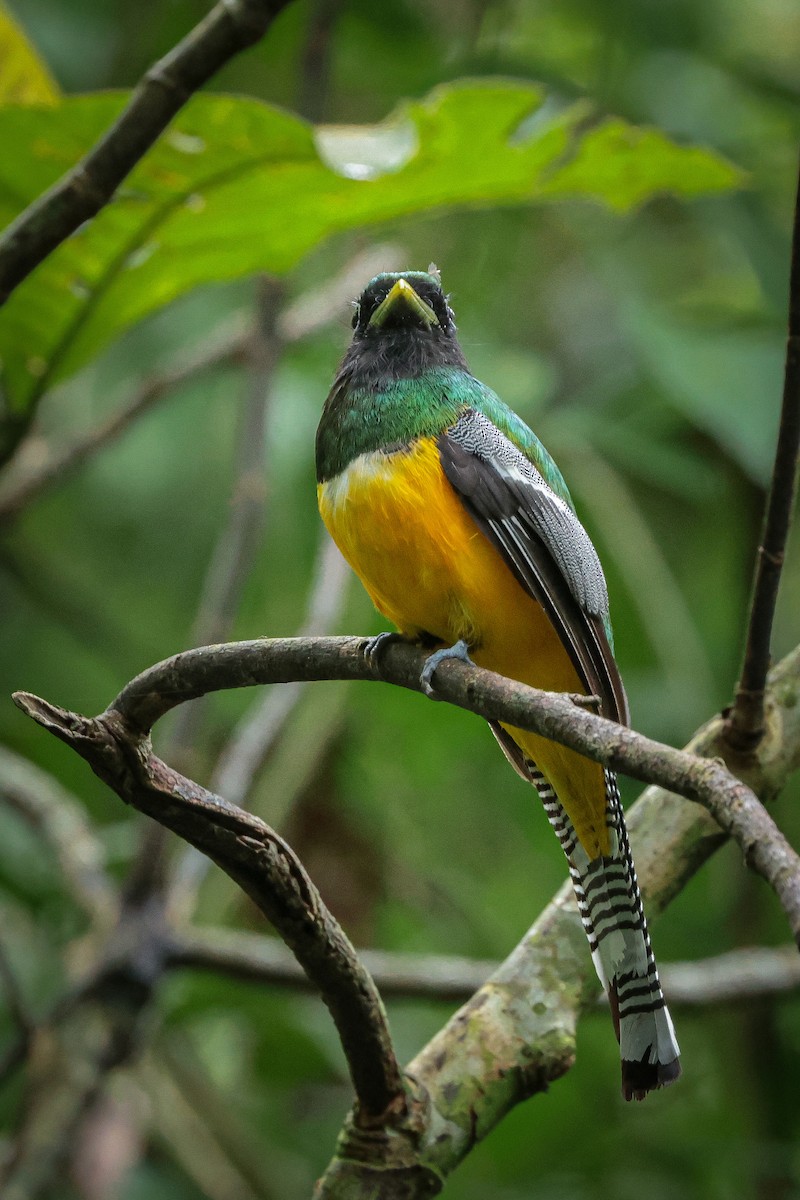 Graceful Black-throated Trogon - ML639564398