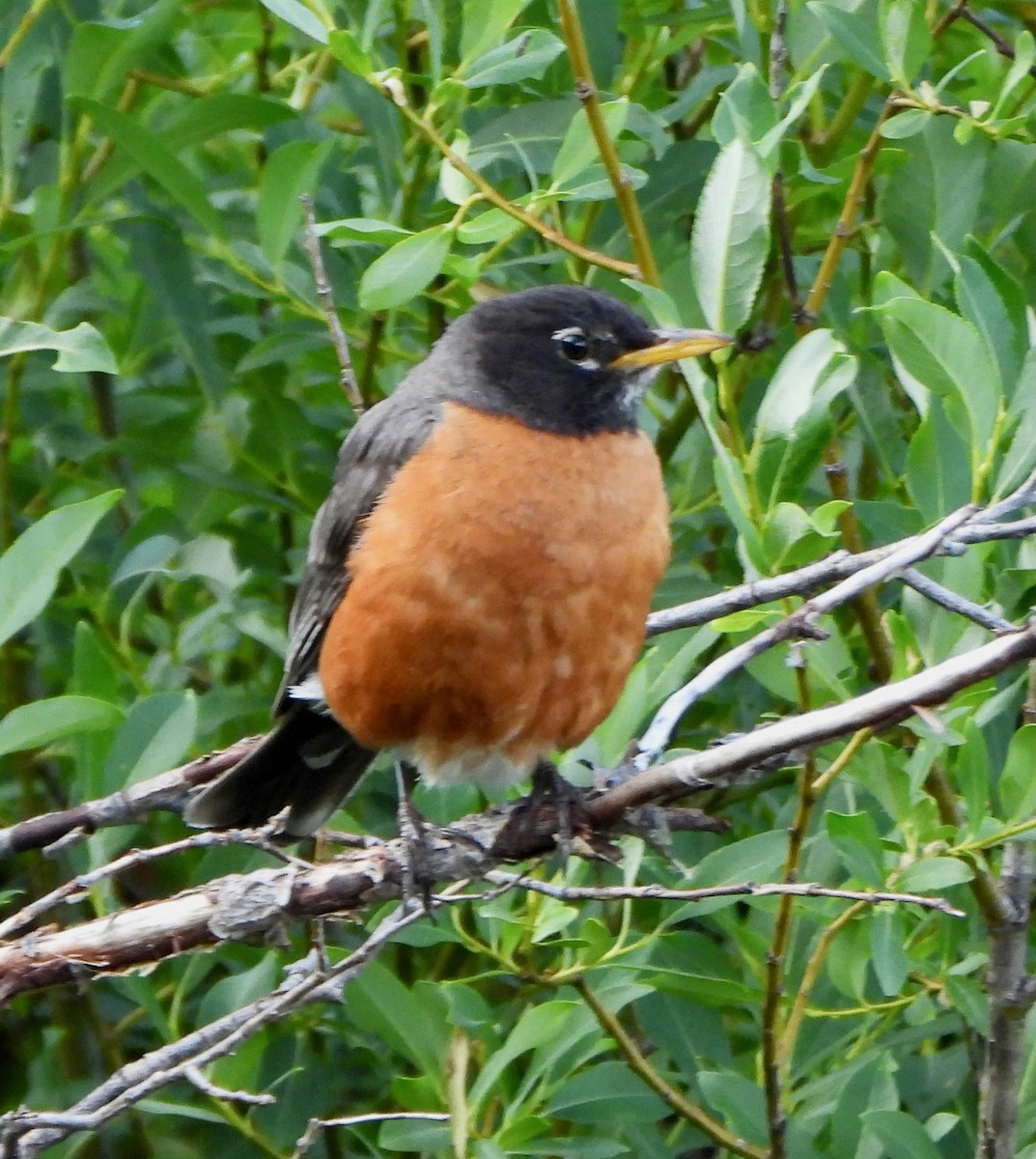 American Robin - ML639564399