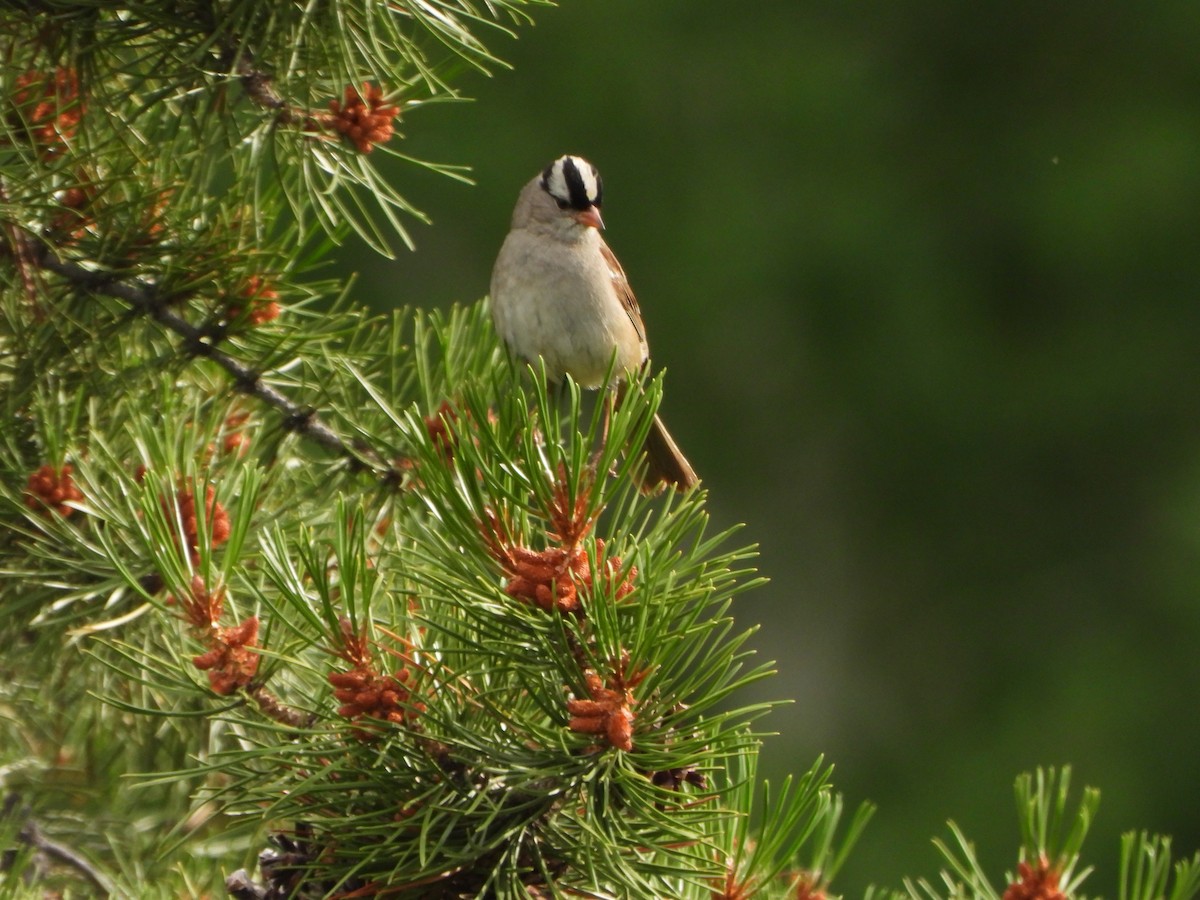 White-crowned Sparrow - ML639564417