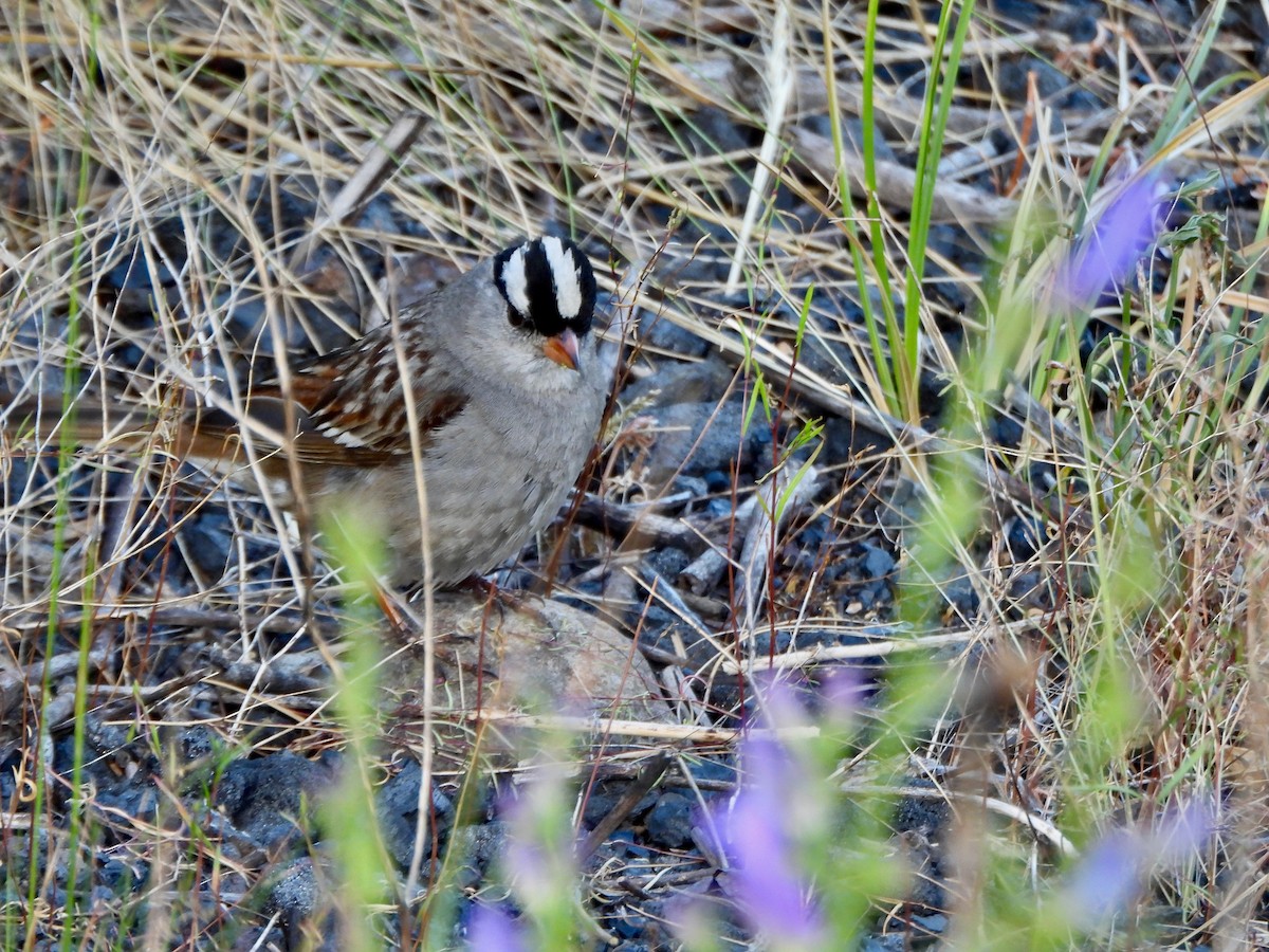 White-crowned Sparrow - ML639564430