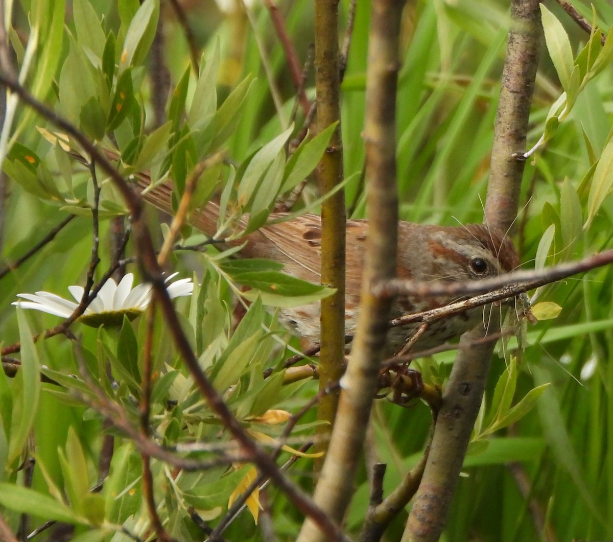 Song Sparrow - ML639564463
