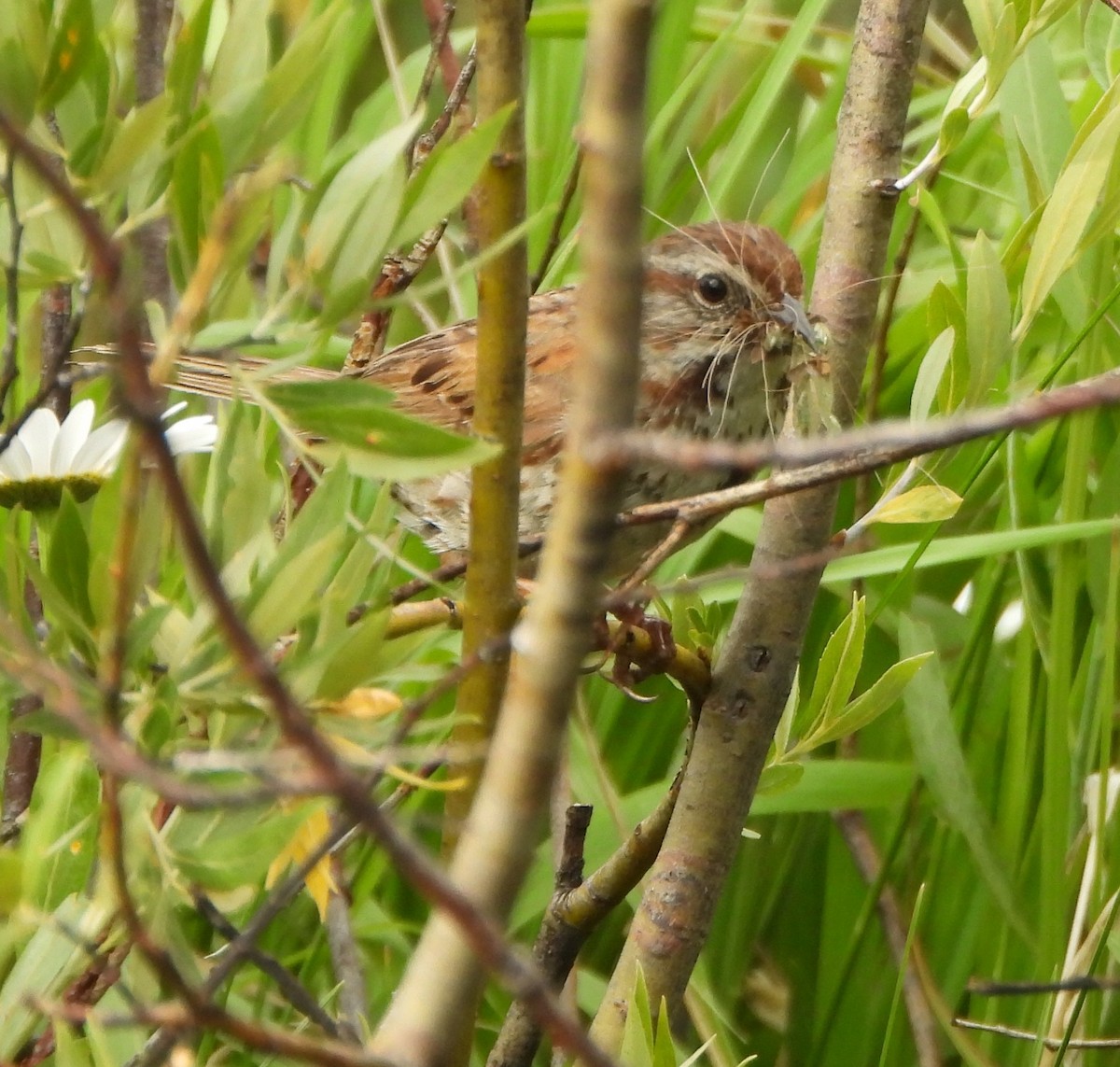 Song Sparrow - ML639564464