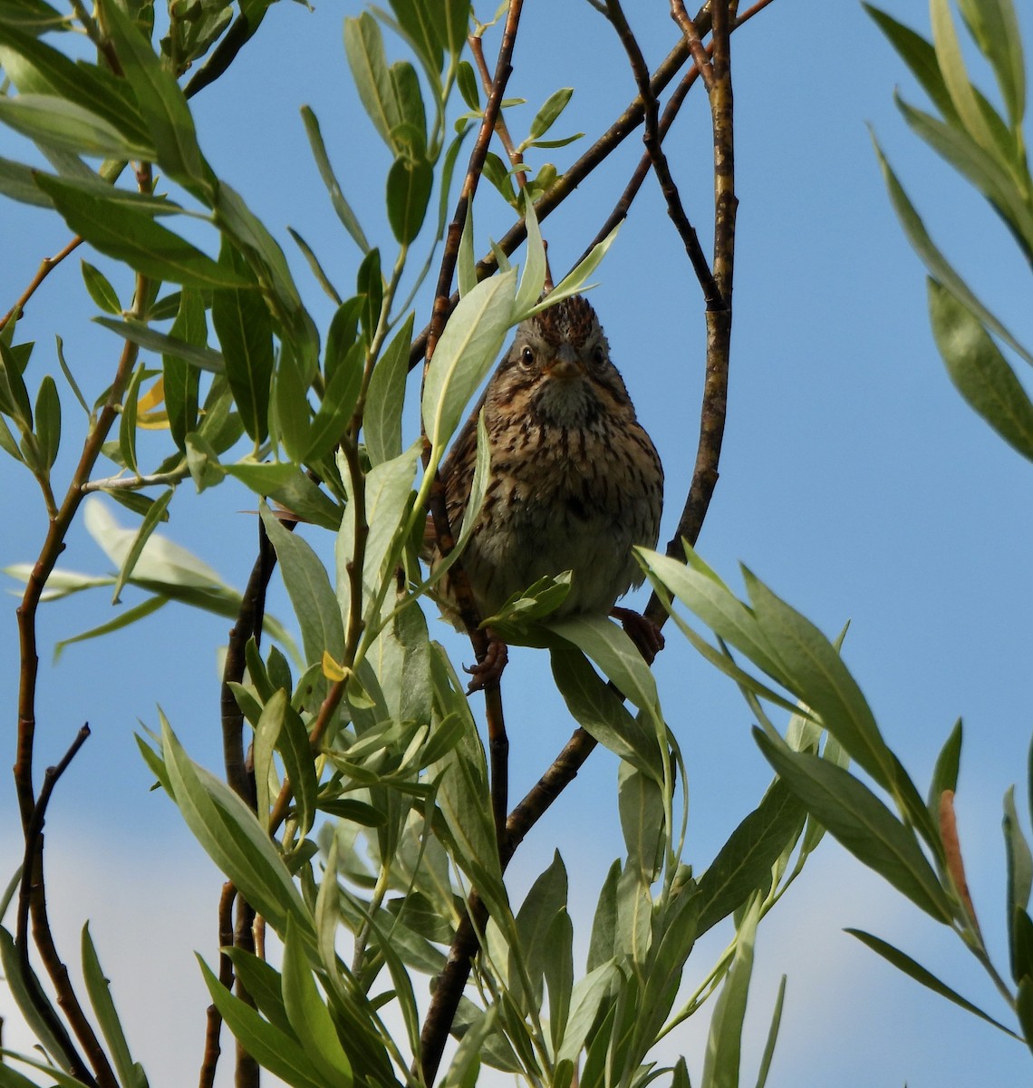 Lincoln's Sparrow - ML639564465