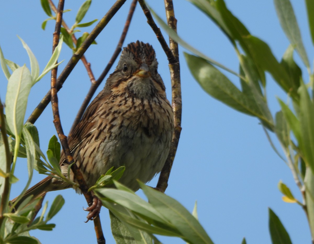 Lincoln's Sparrow - ML639564466