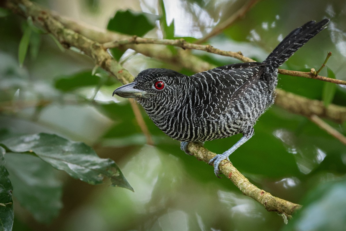 Fasciated Antshrike - ML639564492