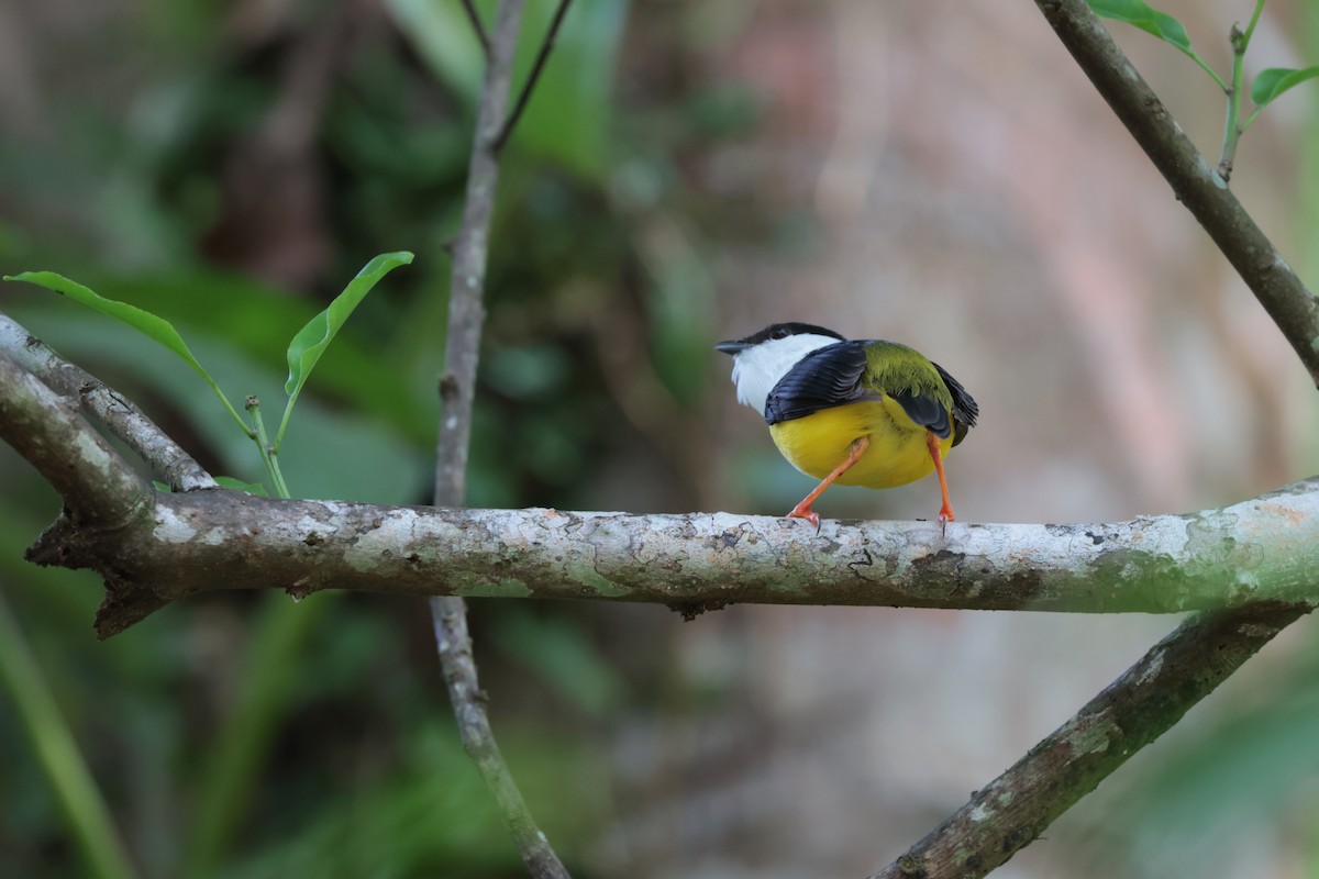 White-collared Manakin - ML639564500