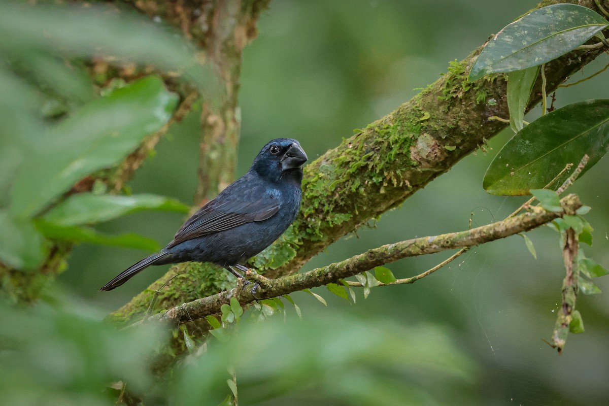 Blue-black Grosbeak - ML639564532