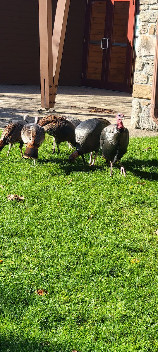 Wild Turkey - ML639564575