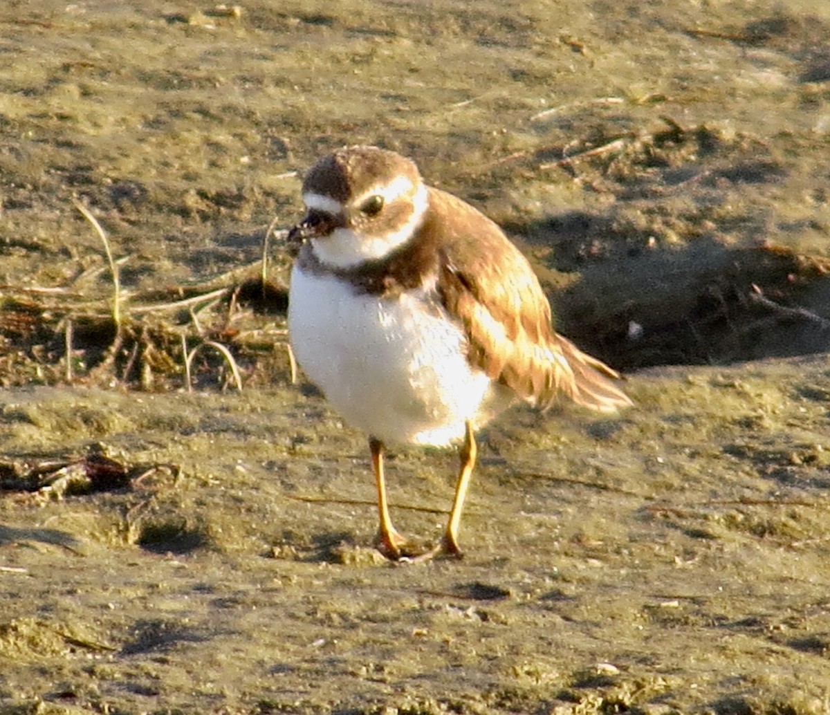 Semipalmated Plover - ML639564639