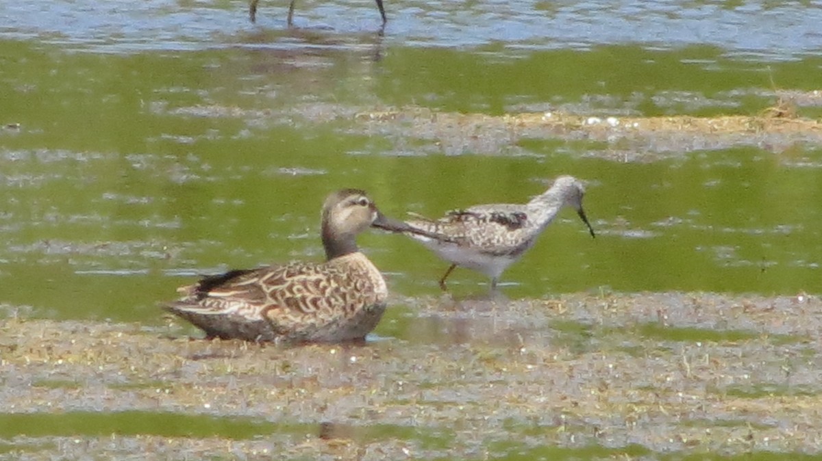 Чирянка блакитнокрила - ML639564797