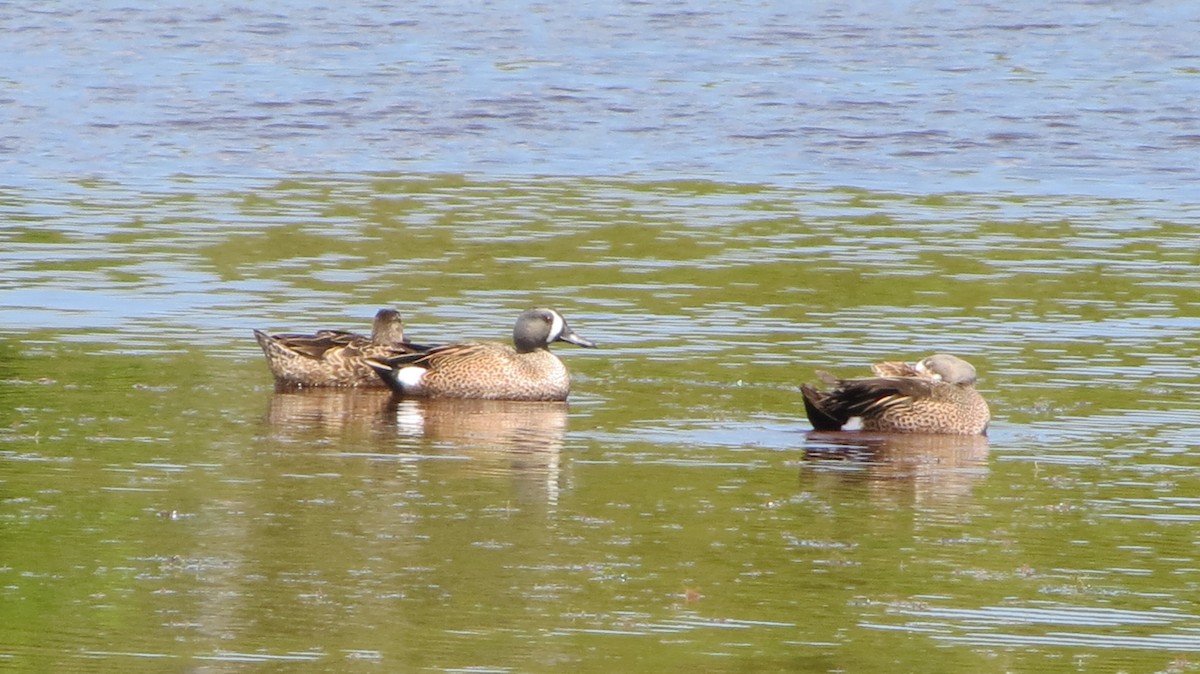 Чирянка блакитнокрила - ML639564798