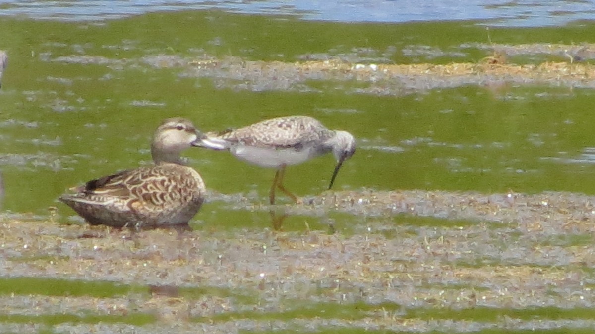 Чирянка блакитнокрила - ML639564799