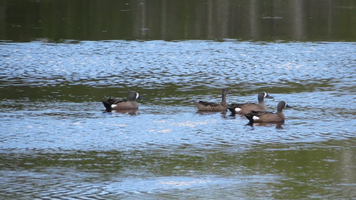 Чирянка блакитнокрила - ML639564800