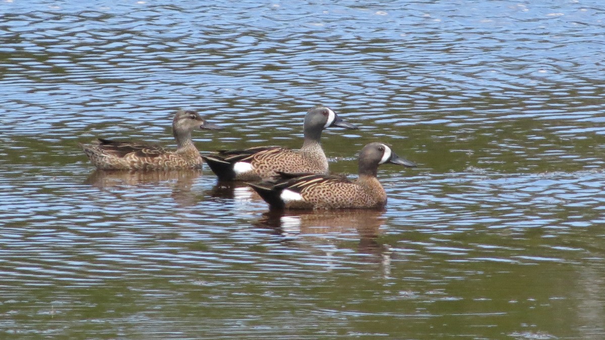 Чирянка блакитнокрила - ML639564801