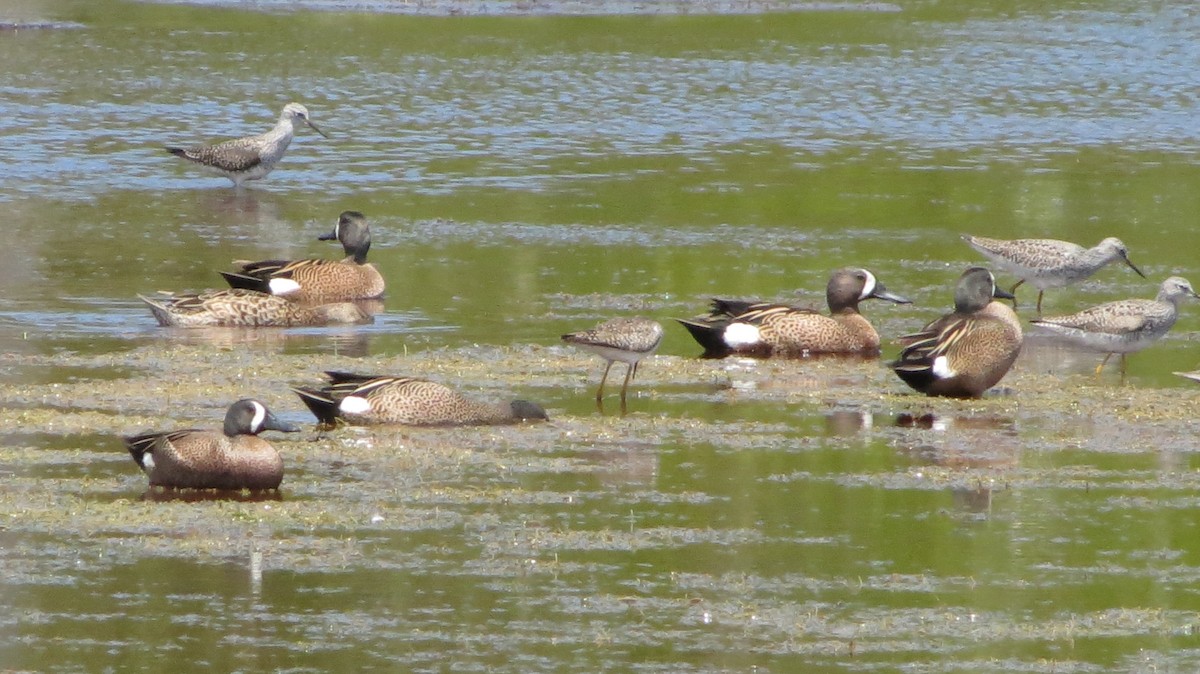 Чирянка блакитнокрила - ML639564802