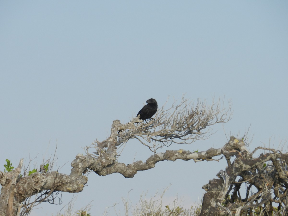 Smooth-billed Ani - ML639564826
