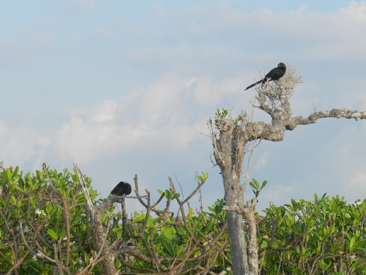 Smooth-billed Ani - ML639564827